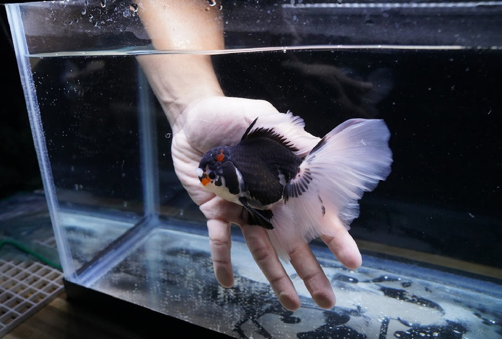 Tricolor Oranda 3.5”-4” #43-02