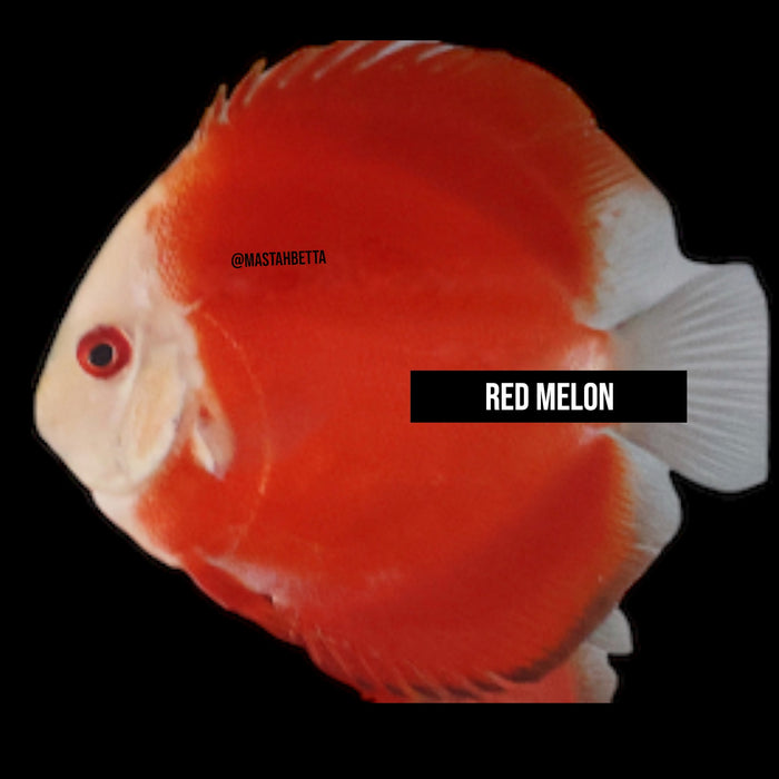 Red Melon Discus