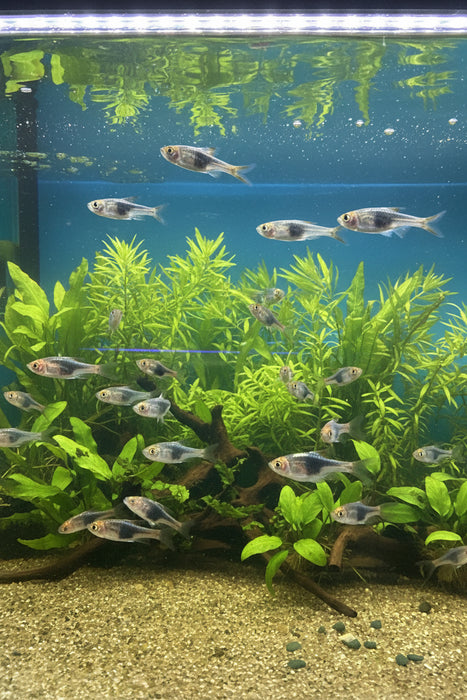 Purple Harlequin Rasbora