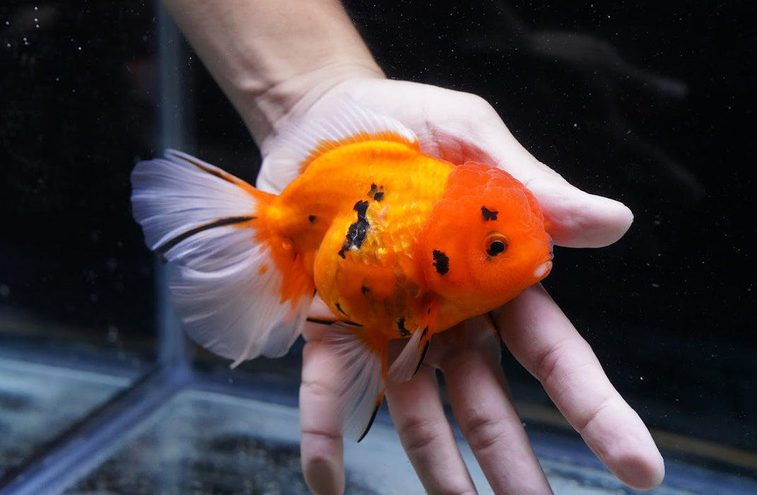 Tiger Oranda 4”-5” #125-18