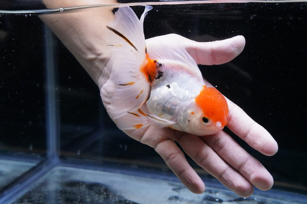 Tricolor Oranda 4”-5” #125-15