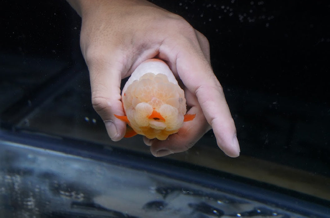 Red/White Ranchu 3.5”-4” #46-01