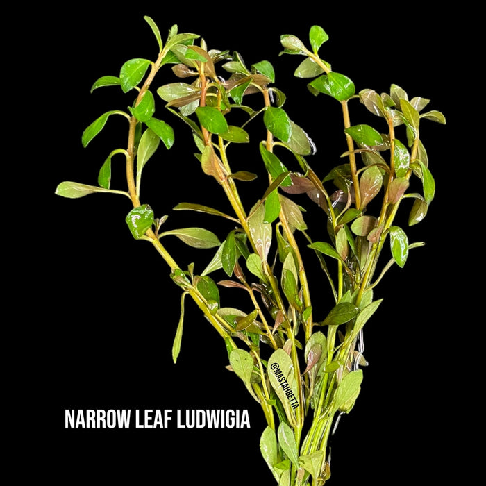 Narrow Leaf Ludwigia