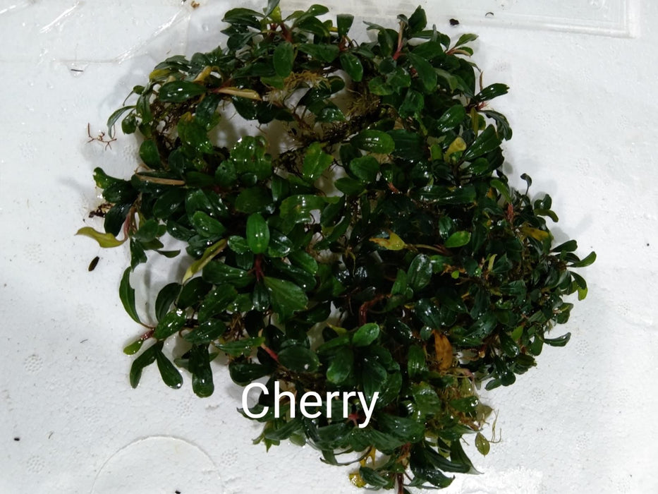 Bucephalandra Cherry