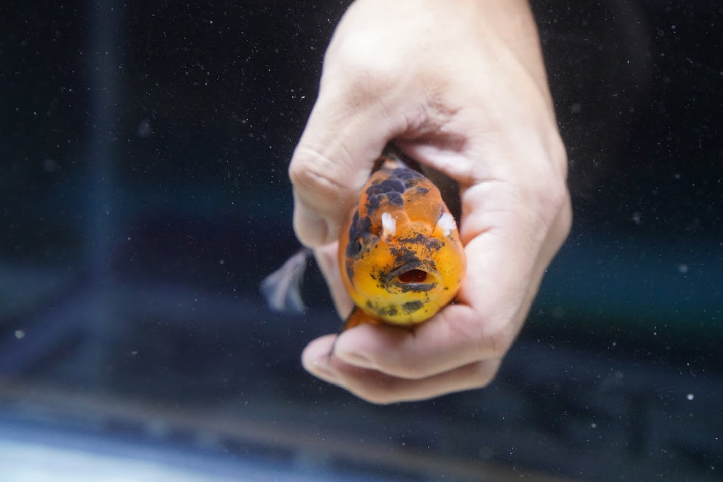 Tiger Oranda 4”-5” #180-10