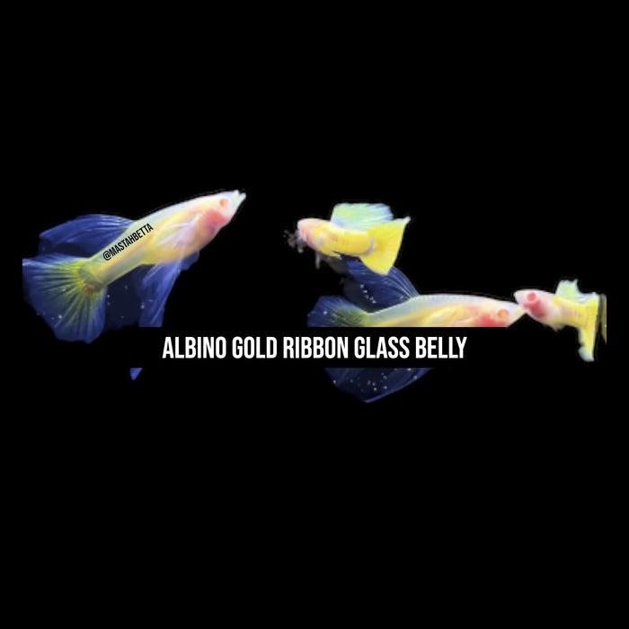 Albino Gold Ribbon Glass Belly Guppy Pair