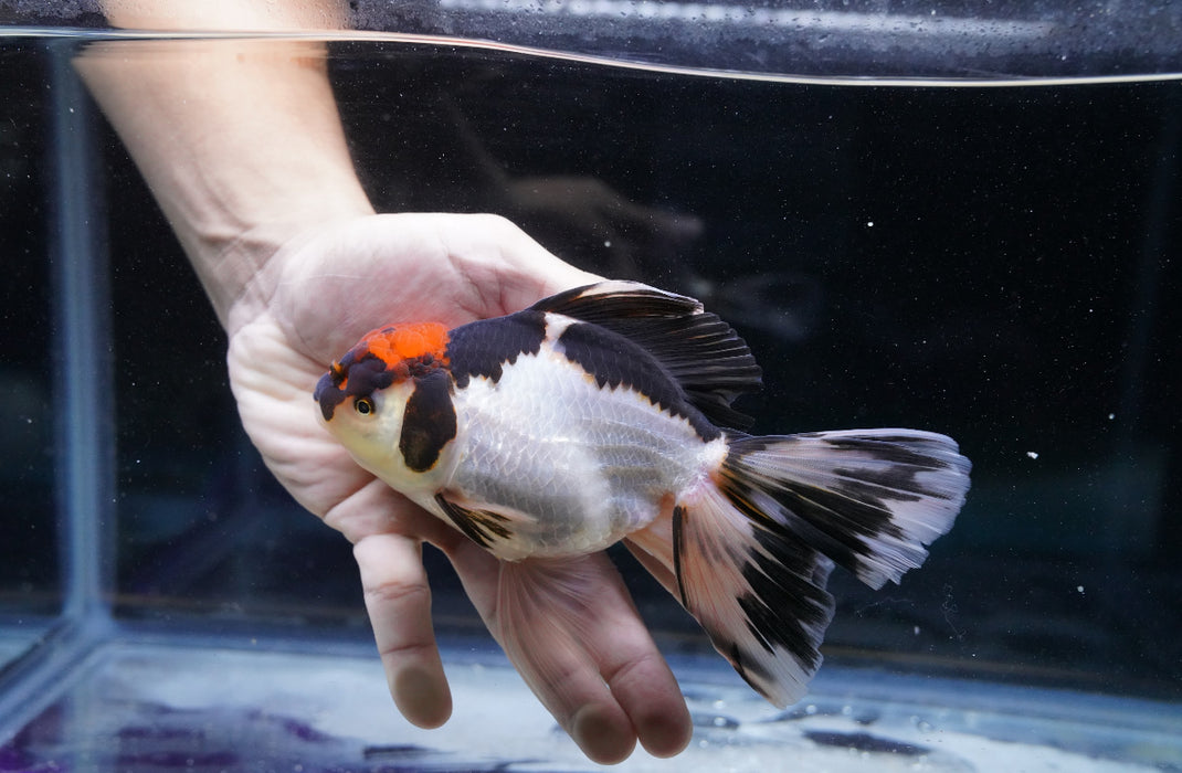 Tricolor Oranda 4”-5” #180-07