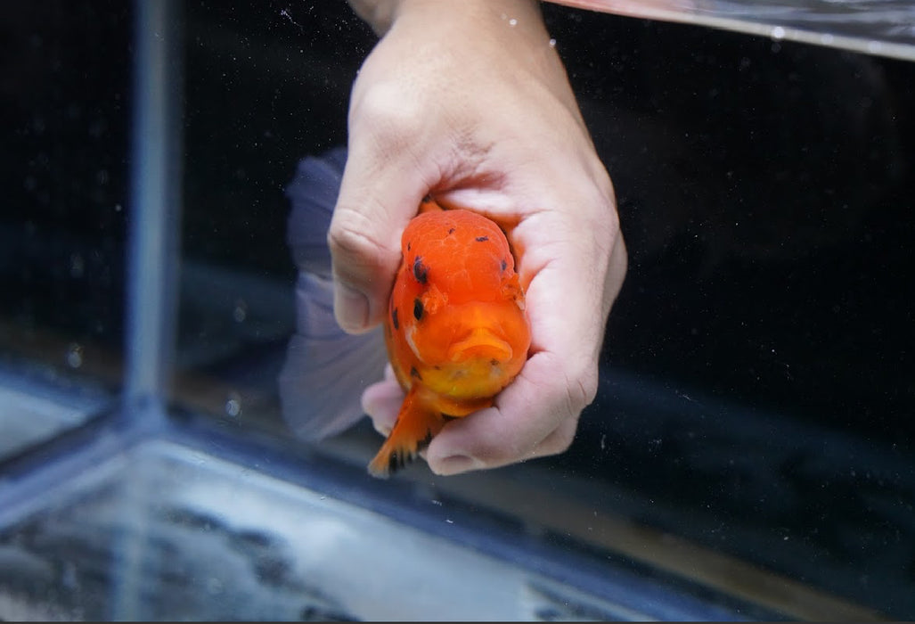 Tricolor Oranda 4”-5” #125-08