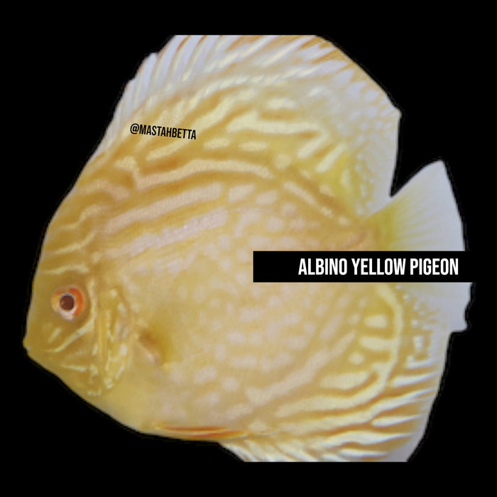 Albino Yellow Pigeon Discus