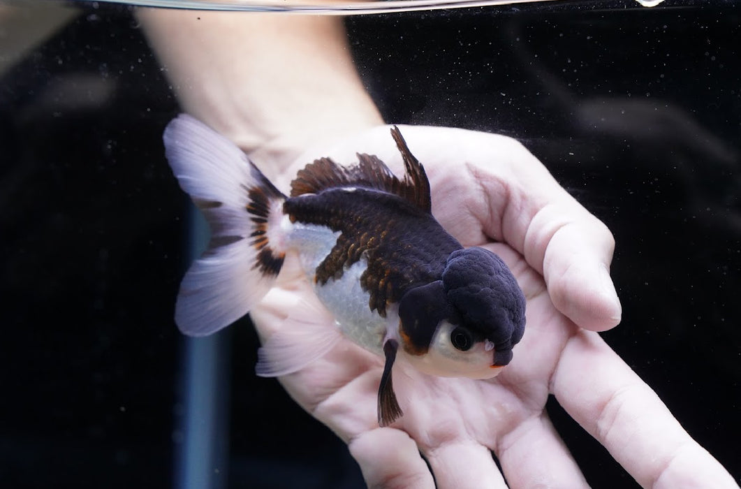 Tricolor Oranda (Bad Fin) 3.5”-4” #43-09