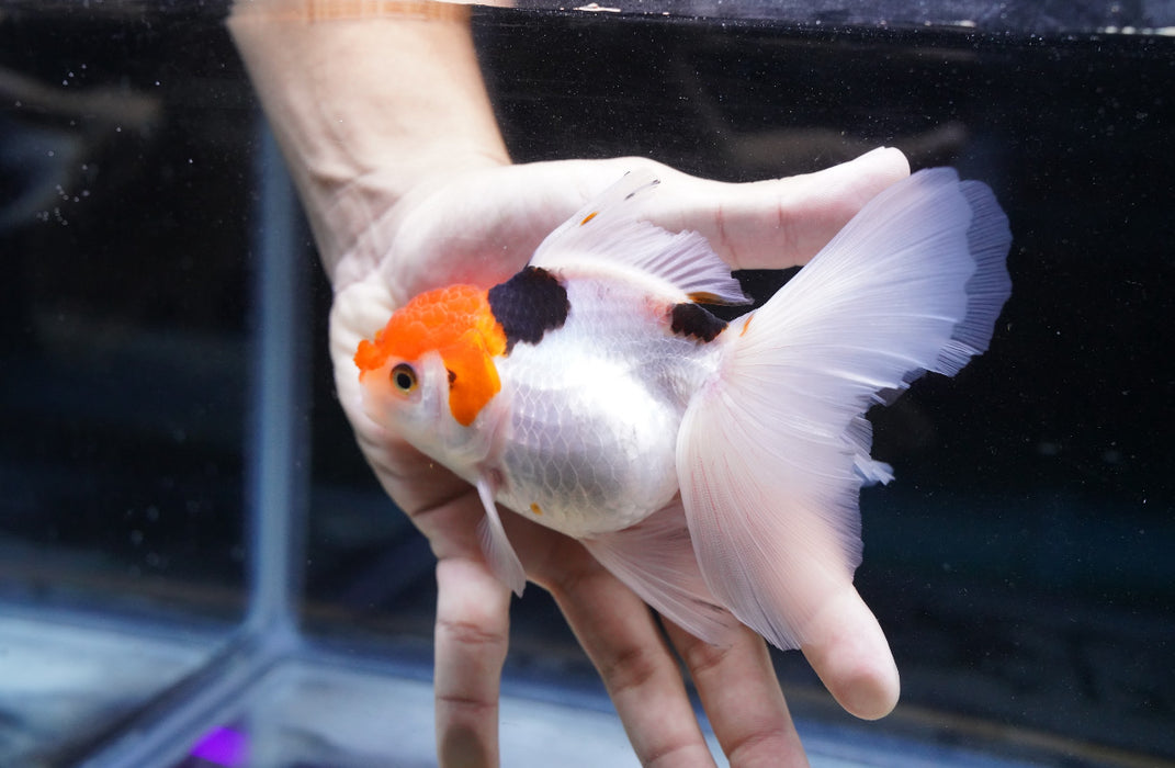 Tricolor Oranda 4”-5” #180-02