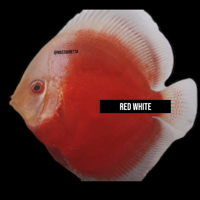 Red White Discus