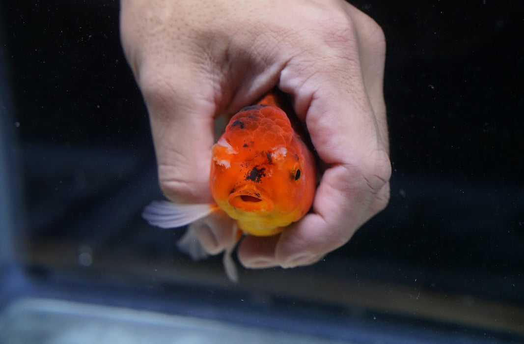 Tiger Oranda 4”-5” #125-11