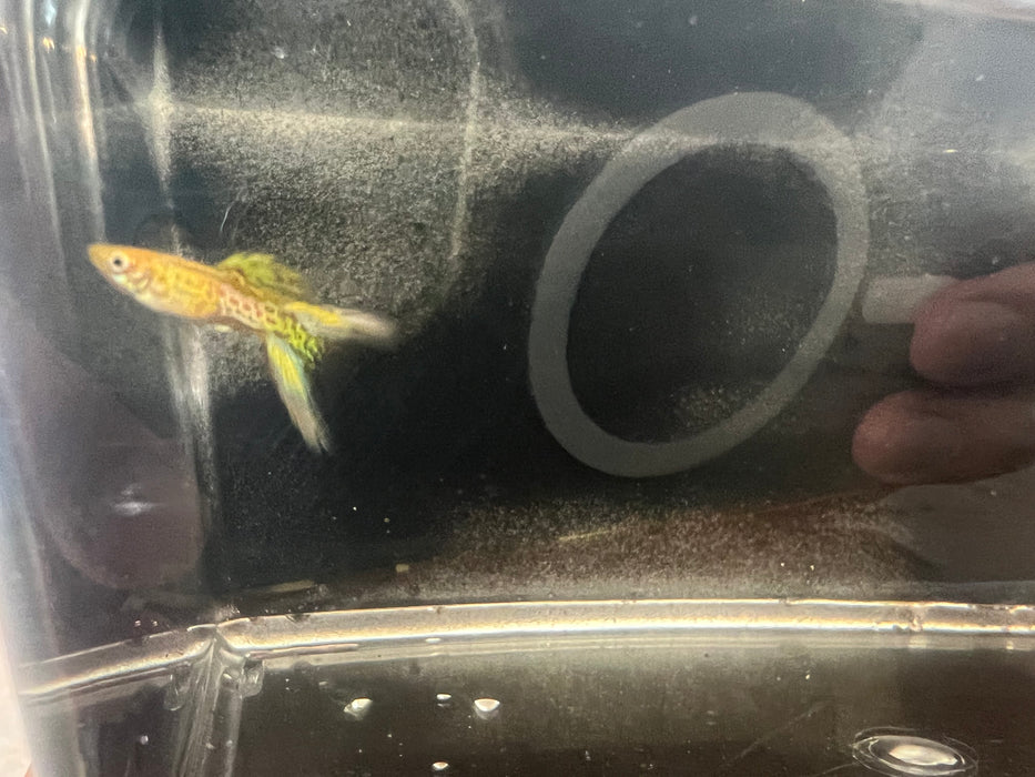 Yellow Lace Double Sword Guppy