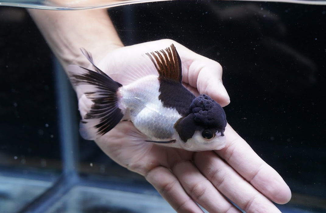 Panda Oranda 3.5”-4” #43-05