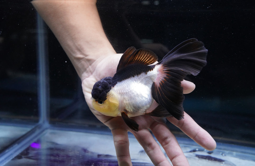 Panda Oranda 4”-5” #180-04
