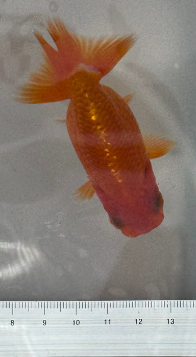 Top View Japanese Ranchu #1