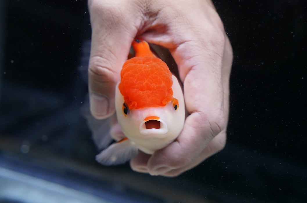 Red/White Oranda 4”-5” #125-12