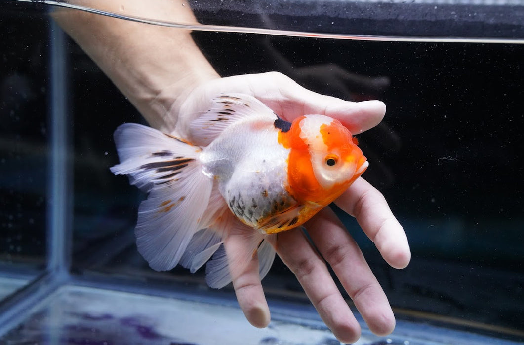 Tricolor Oranda 4”-5” #180-21