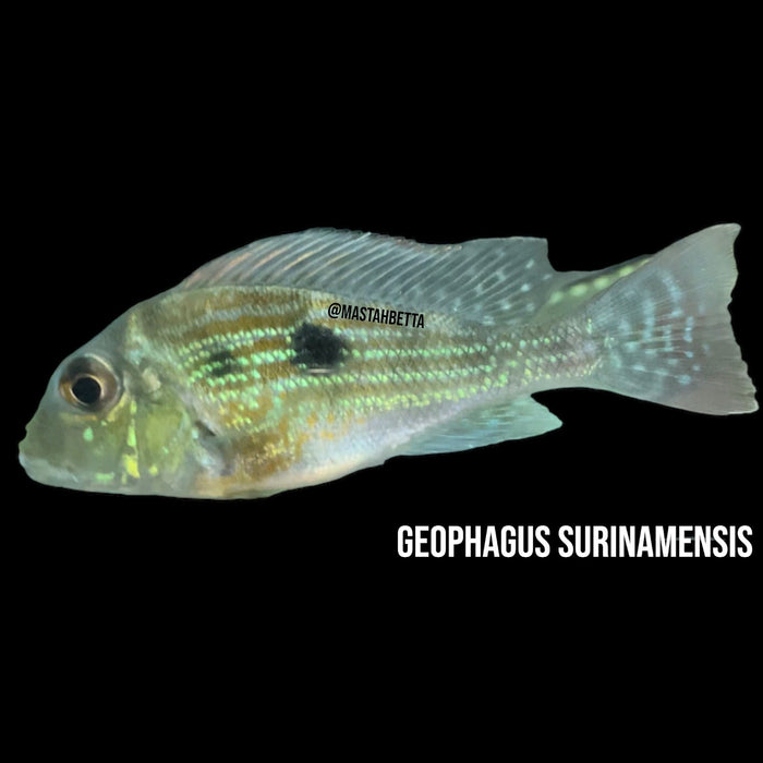 Geophagus Surinamensis