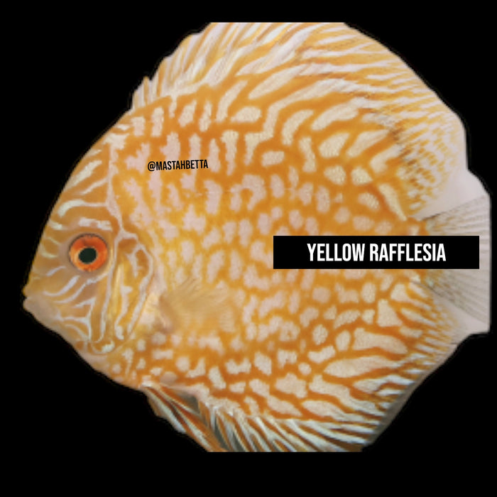 Yellow Rafflesia Discus