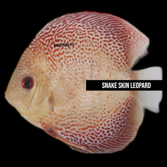 Snake Skin Leopard Discus