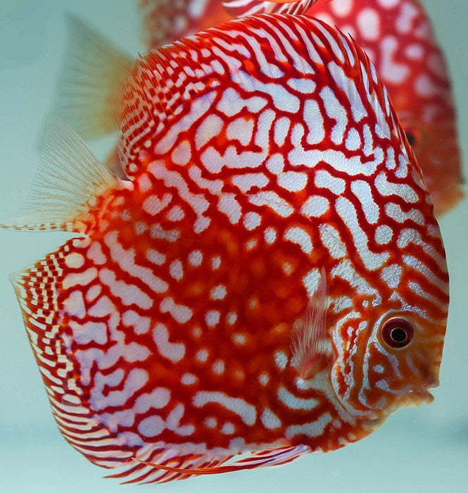 Red Rafflesia Discus