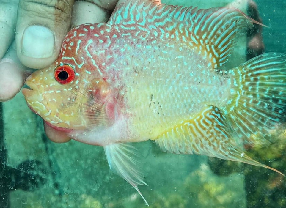 Golden Base Flowerhorn