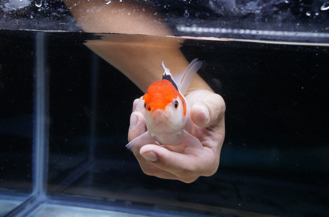 Tricolor Oranda 4”-5” #180-02