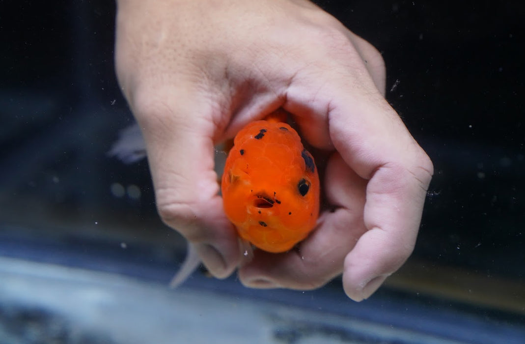 Tiger Oranda 3.5”-4” #43-04