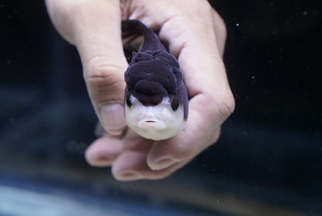 Panda Oranda 3.5”-4” #43-05