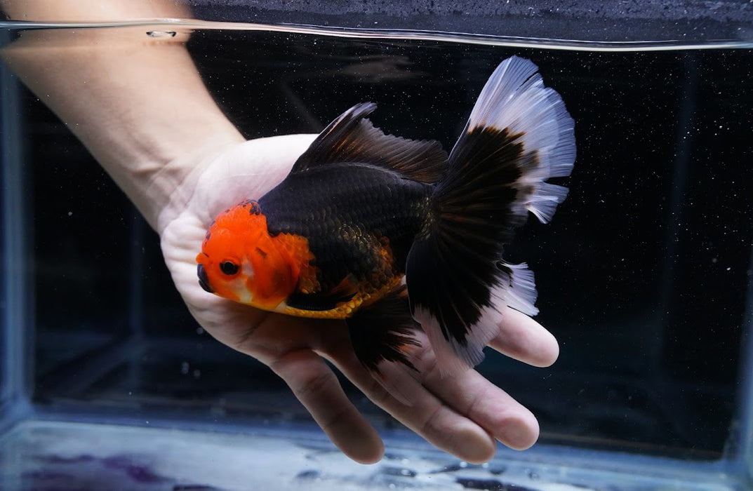 Tricolor Oranda 4”-5” #180-20
