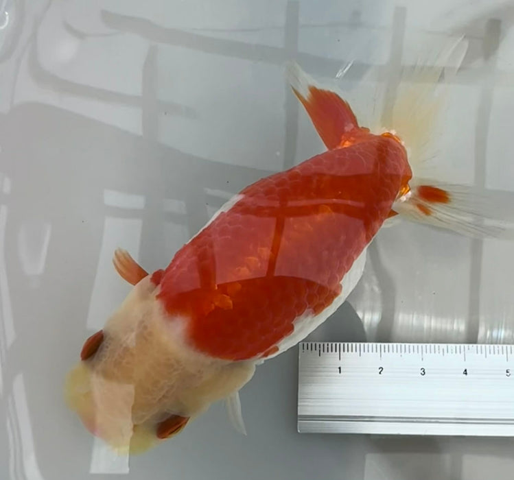 Top View Japanese Ranchu #4