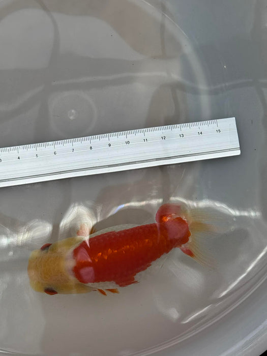 Top View Japanese Ranchu #5 (Crooked Tail)