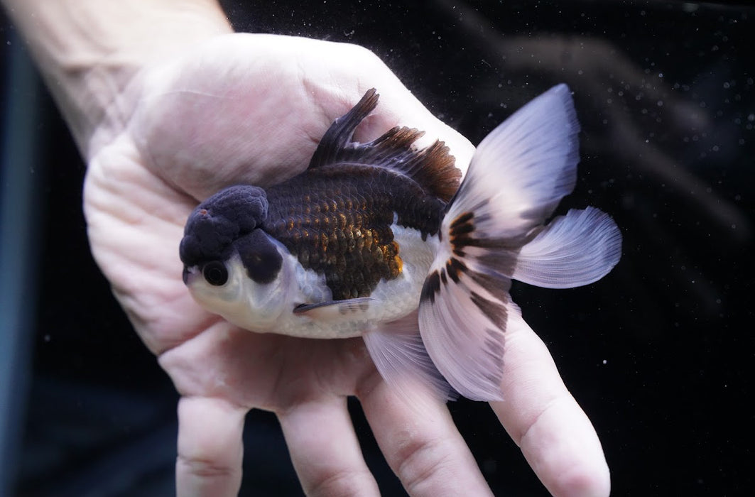 Tricolor Oranda (Bad Fin) 3.5”-4” #43-09