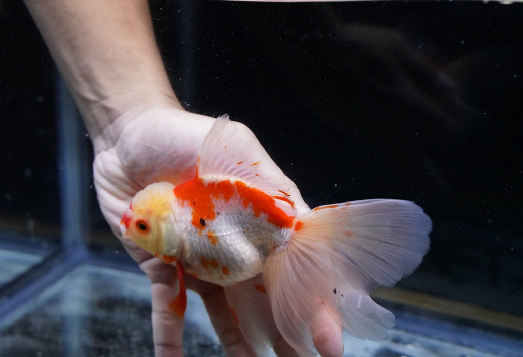 Tricolor Oranda 4”-5” #125-21