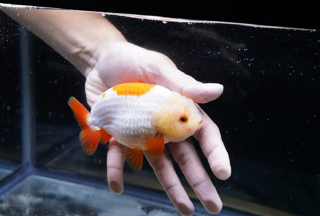 Red/White Ranchu 3.5”-4” #46-04