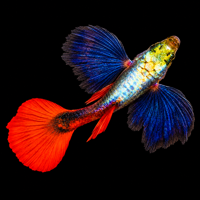 Dumbo Ear Guppy (Male)