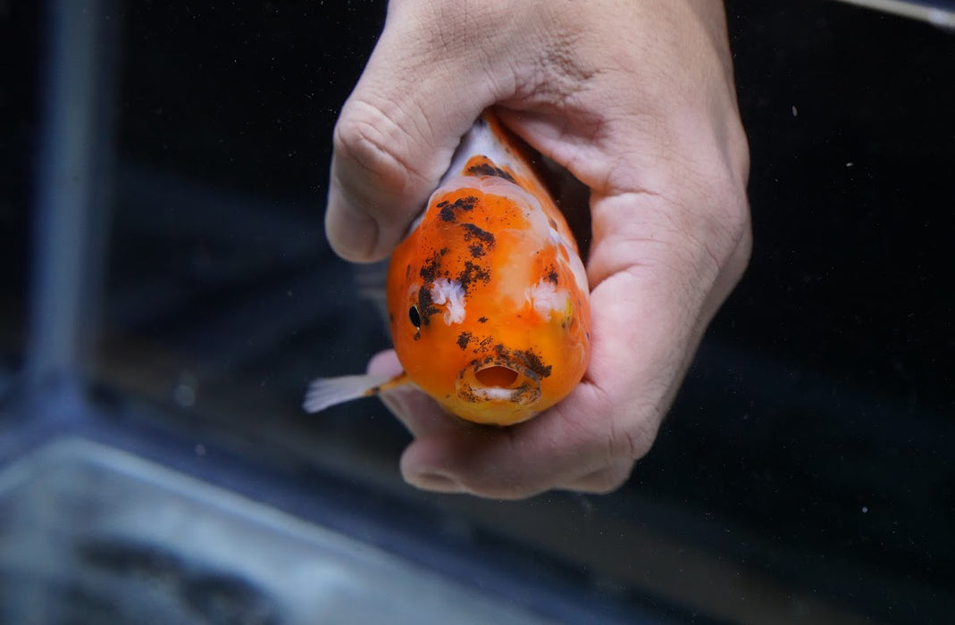 Tiger Oranda 4”-5” #125-17