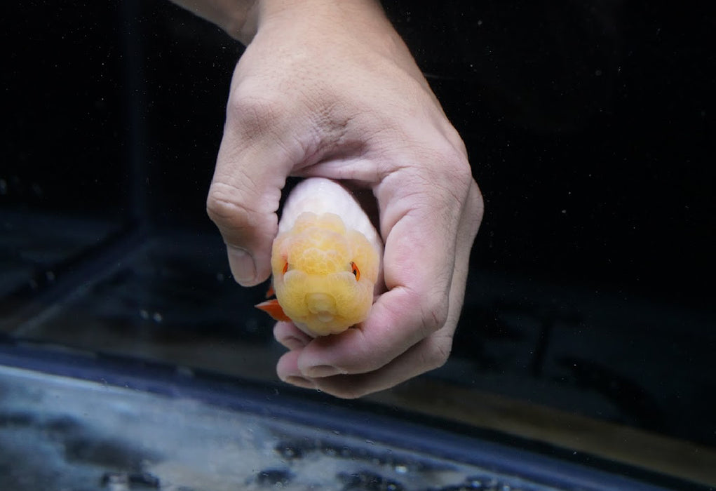 Red/White Ranchu 3.5”-4” #46-05