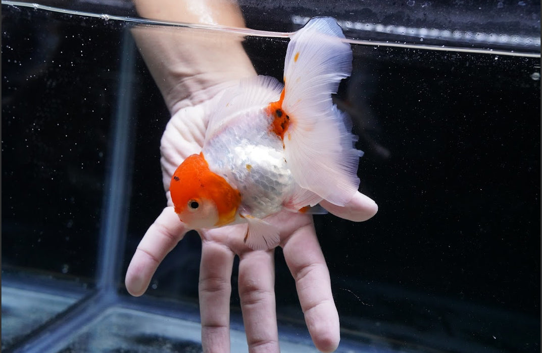 Tricolor Oranda 4”-5” #125-15