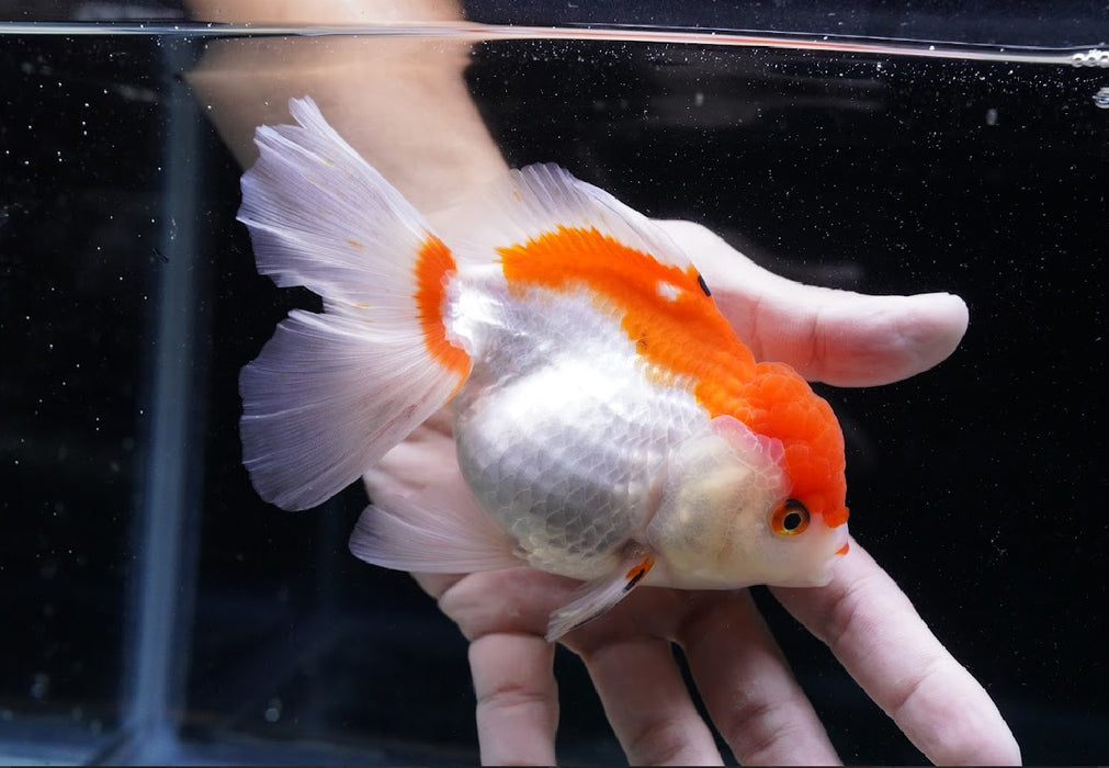 Red/White Oranda 4”-5” #125-12