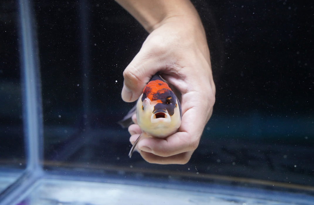 Tricolor Oranda 4”-5” #180-07