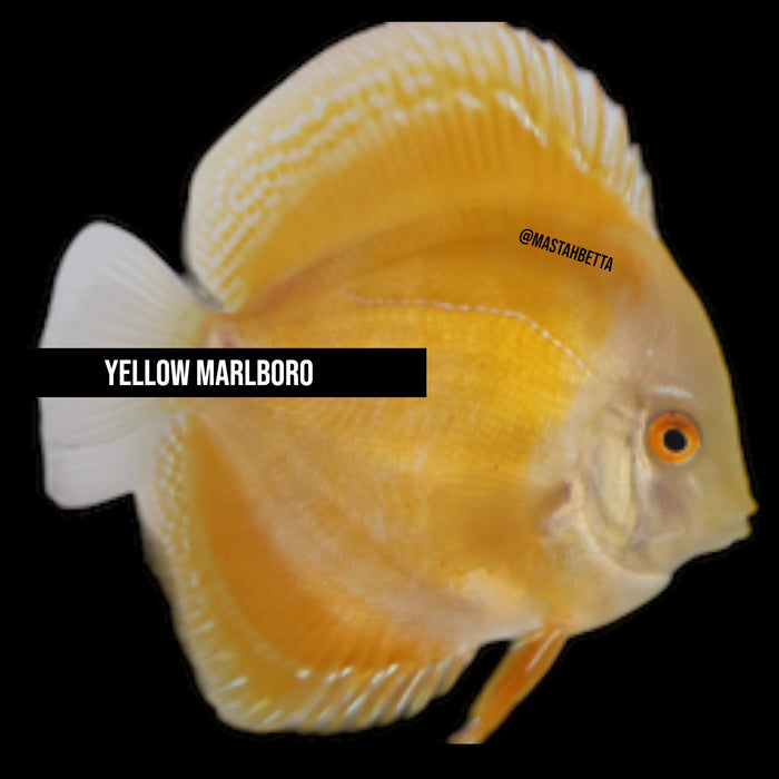 Yellow Marlboro Discus