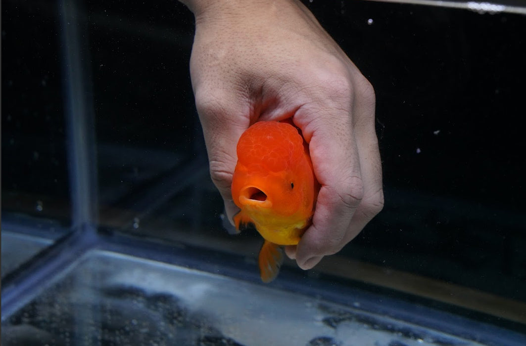 Tricolor Oranda 4”-5” #125-13