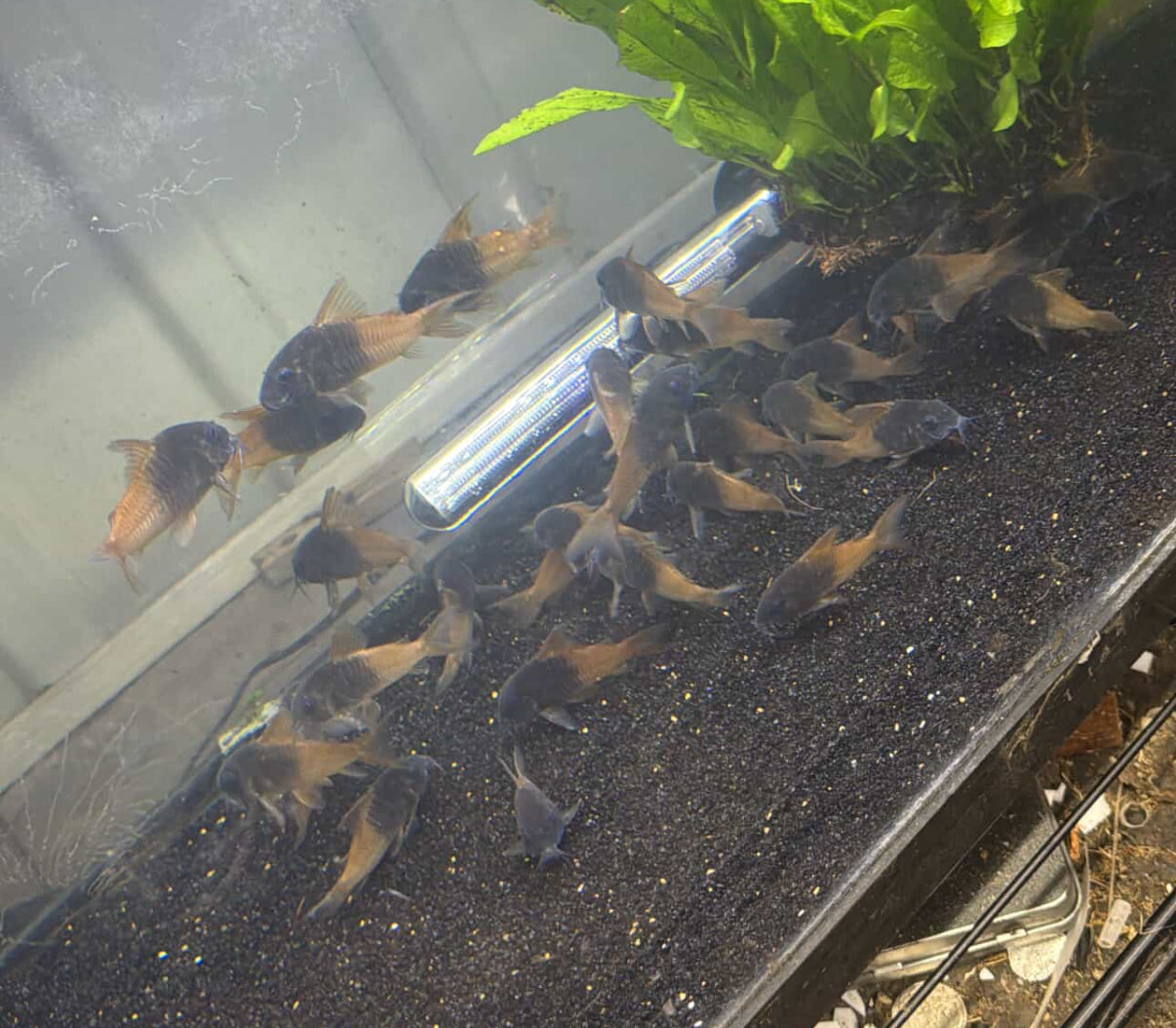 Saturday Arrivals