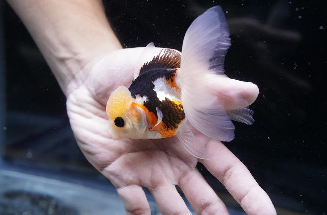Tricolor Oranda 3.5”-4” #43-03