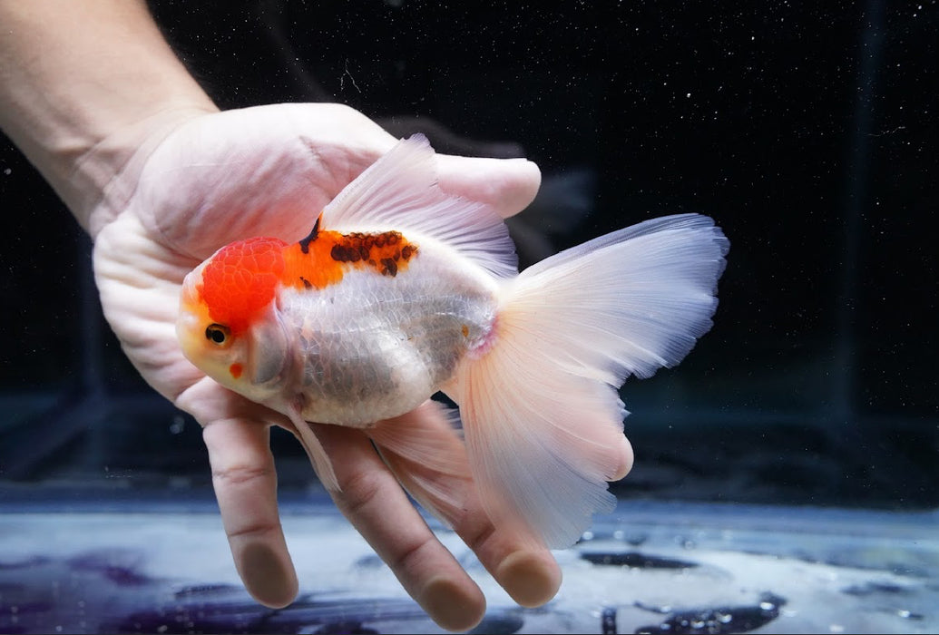 Tricolor Oranda 4”-5” #180-16