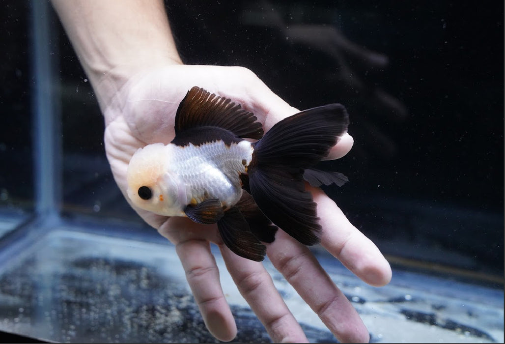 Panda Oranda 3.5”-4” #43-01