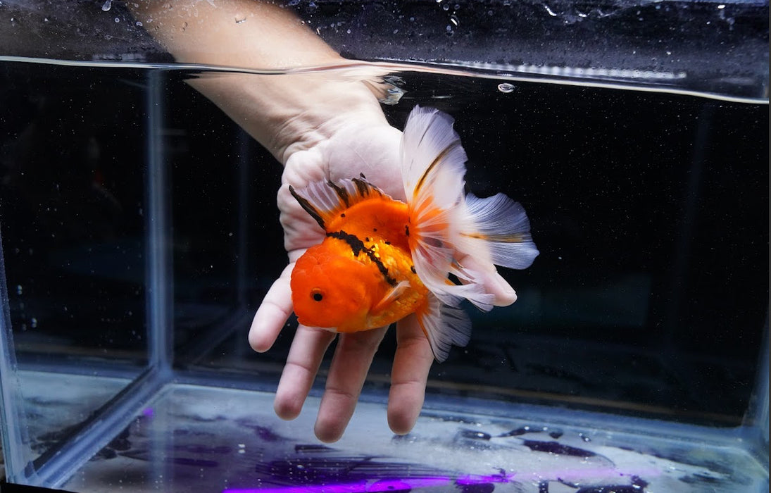 Tiger Oranda 4”-5” #180-19